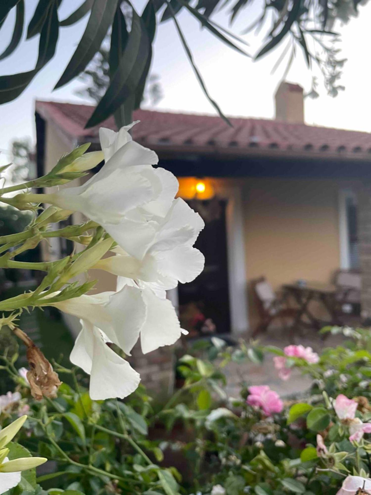 Villa Tina Country Beach Apartments Acharavi  Cameră foto